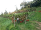 Vendemmia Pinot 12/09/2015-13