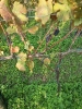 Vendemmia Pinot 12/09/2015-18