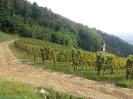 Vendemmia Pinot 12/09/2015-1