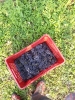 Vendemmia Pinot 12/09/2015-25