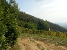 Vendemmia Pinot 12/09/2015-3