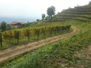 Vendemmia Pinot 12/09/2015-4