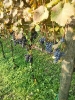 Vendemmia Pinot 12/09/2015-9